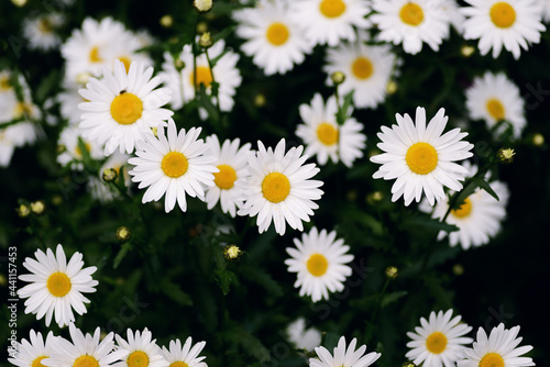 Daisies in the field. Selective focus.