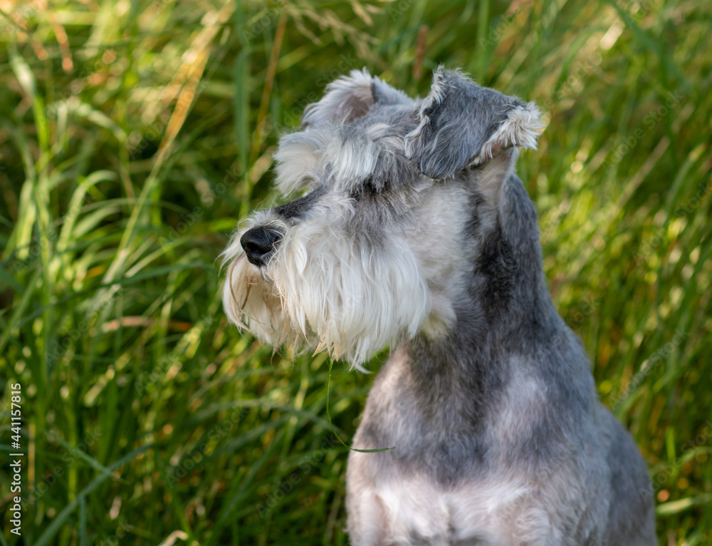 Portrait of a Schnauzer Dog with green grass background