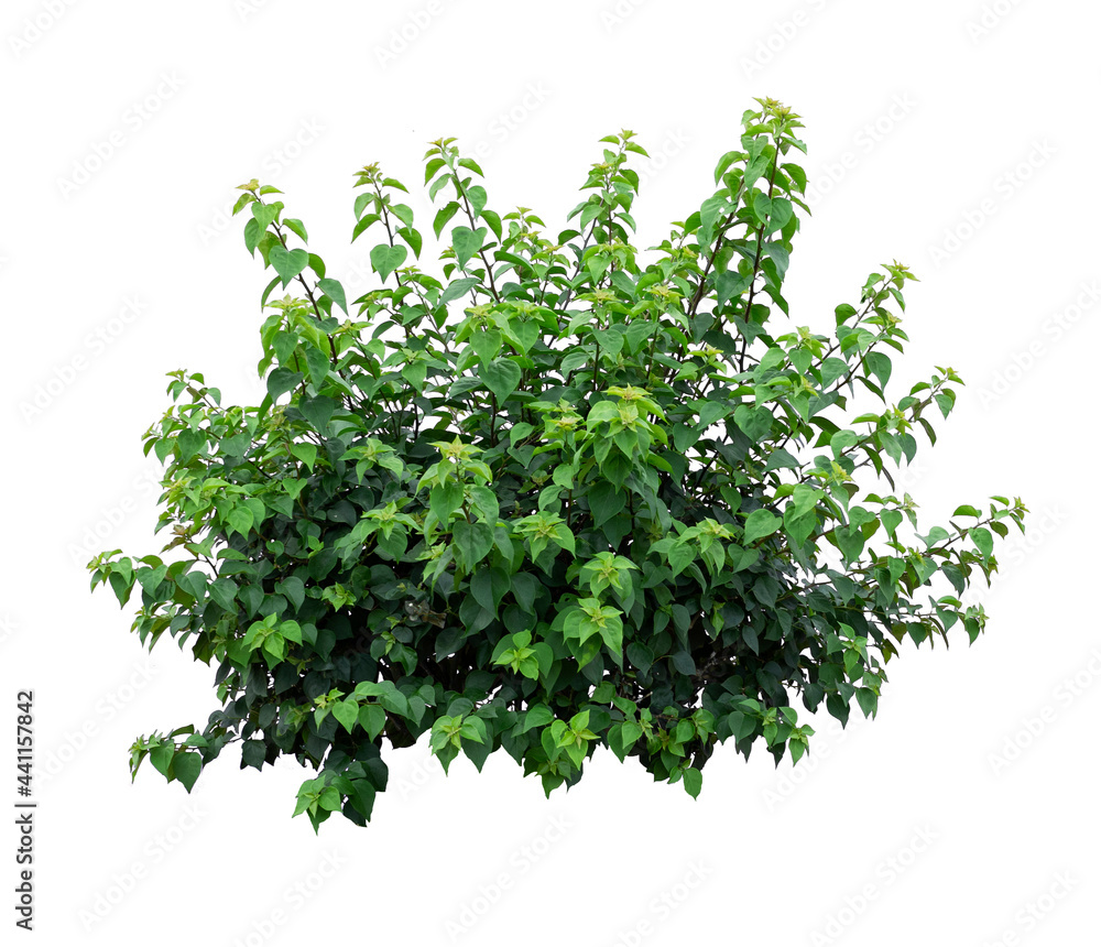 Obraz premium Tropical plant flower bush tree isolated on white background with clipping path