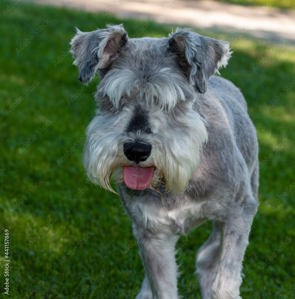 Portrait of a Schnauzer Dog with green grass background