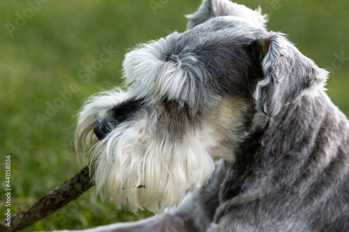 Portrait of a Schnauzer Dog with green grass background laying on the ground chewing a stick