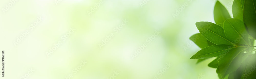 Nature of green leaf in garden at summer. Natural green leaves plants using as spring background cover page greenery environment ecology wallpaper Nature of green leaf in garden at summer. Natural green leaves plants using as spring background cover page greenery environment ecology wallpaper