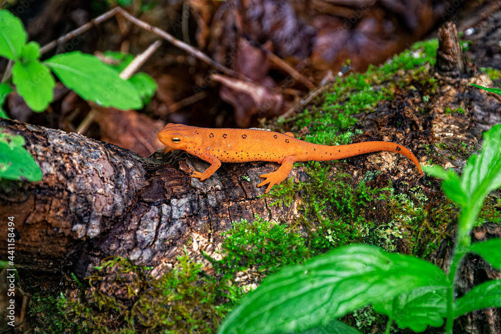Fototapeta premium Red Spotted Newt on a tree fence line after a spring rain. From our yard in Windsor in Broome County in Upstate NY. Orange Newt with green moss and plants in the background.