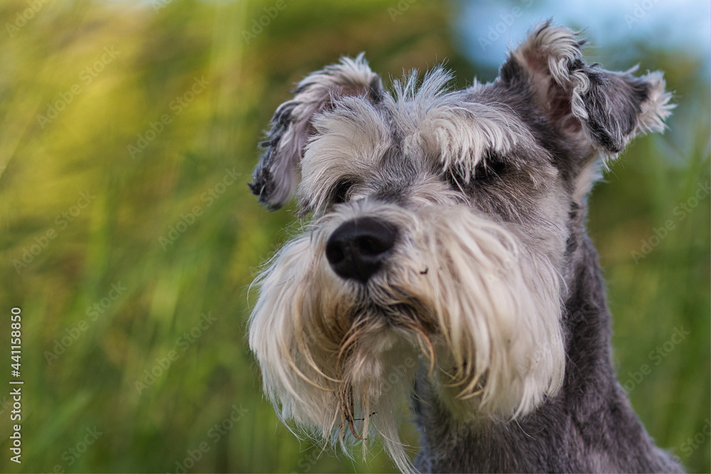 Portrait of a Schnauzer Dog with green blurry background