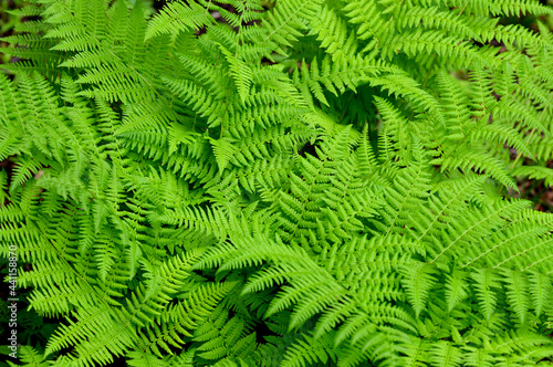 Trendy abstract green leaves background, great design for any purposes. Summer nature plant leaves. Day light. Natural background and wallpaper. Forest fern leaves