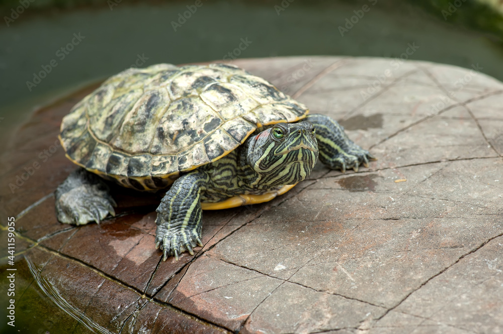 Obraz premium Red-eared turtle on a stone in natural environment