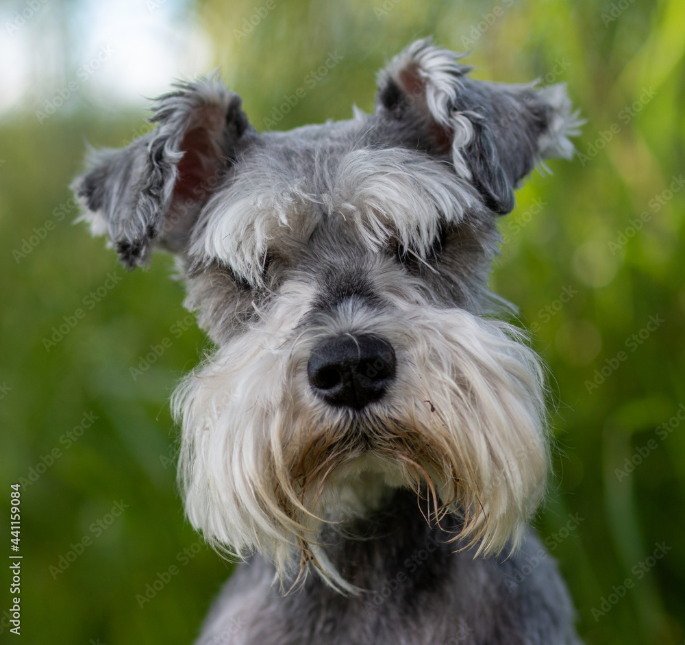 Portrait of a Schnauzer Dog with green blurry background