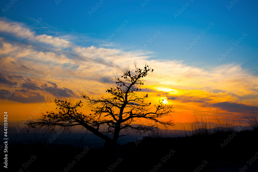 Greece Athens Penteli mountain sunset behind burned tree in forest