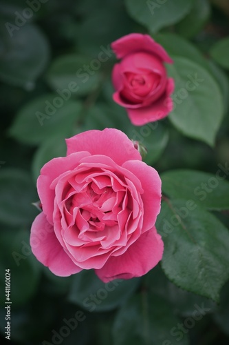 Blooming pink rose and rose bud on green leaves background.