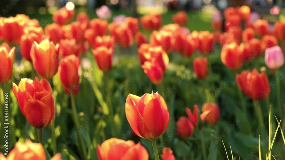 Beautiful floral orange tulips in city park on blurred background bokeh flower field in warm tone of morning evening sunlight, slow motion Beautiful floral orange tulips in city park on blurred background bokeh flower field in warm tone of morning evening sunlight, slow motion