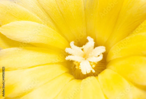 Yellow cactus flower open  close-up.