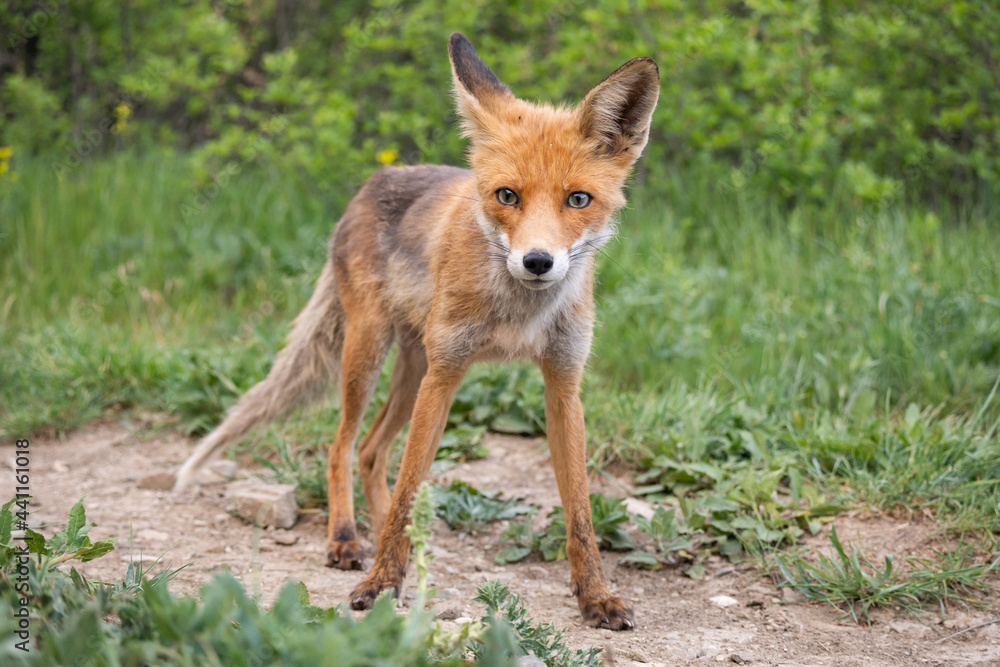 Portrait of a red fox Vulpes vulpes in the wild Portrait of a red fox Vulpes vulpes in the wild