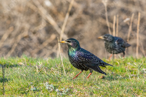 Common Starling Sturnus vulgaris, also known as the European Starling