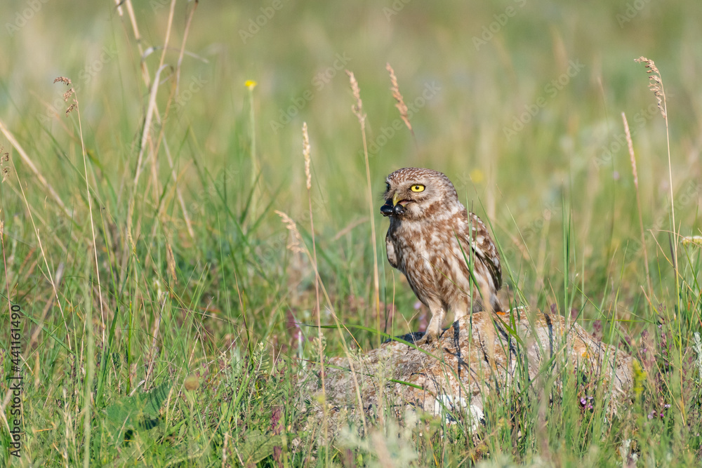 Little owl Athene noctua standing in the grass with a beetle in its beak Little owl Athene noctua standing in the grass with a beetle in its beak