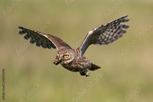 Adult little owl Athene noctua in flight, close up