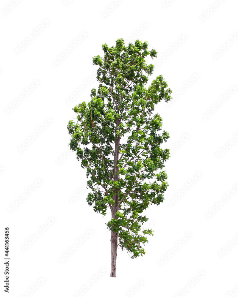 Fototapeta premium Green trees in natural rice field isolated on white background