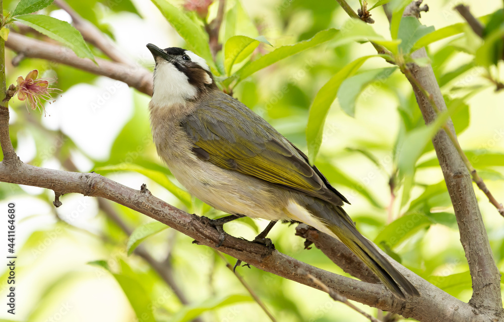 Chinese real bulbul sits on a branch against a blurry background, bird side view, Pycnonotus sinensis