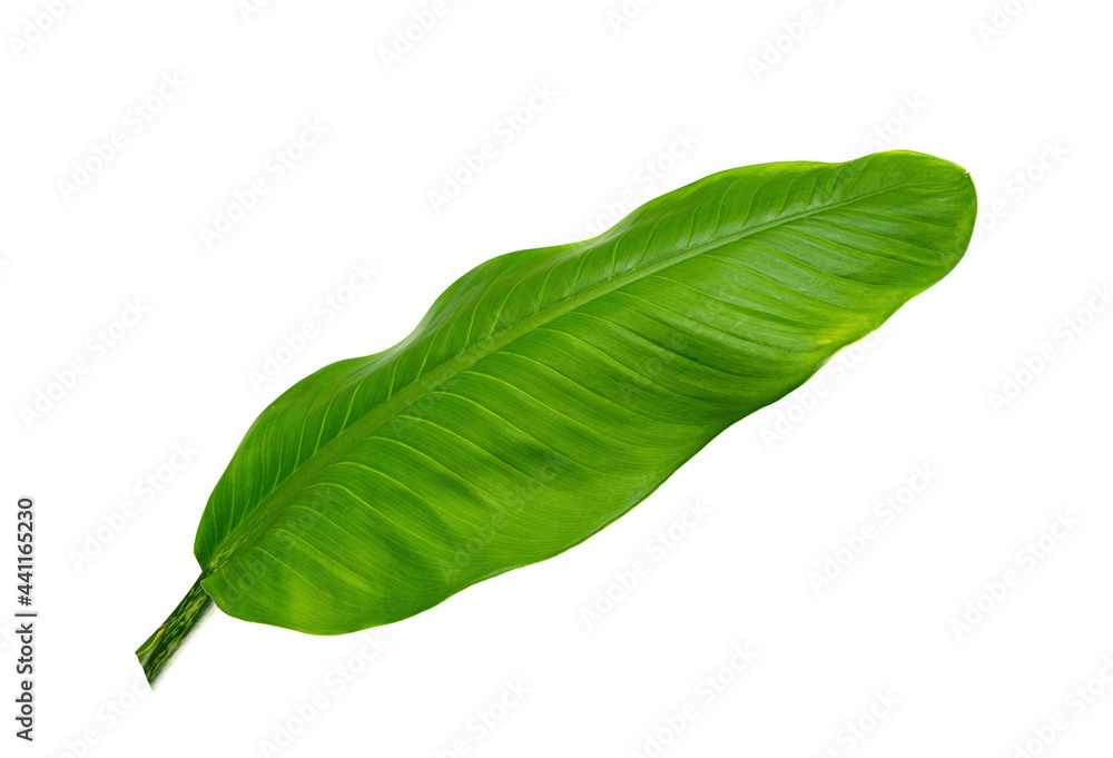 Fototapeta premium Green leaf isolated on white