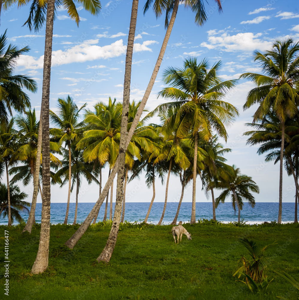 white horse perched on the undergrowth of a palm grove on the coast of the Atlantic Ocean on an island in the Caribbean in the Dominican Republic