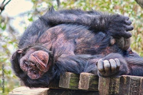 Chimpanzee at the local zoo smiling for the camera. 