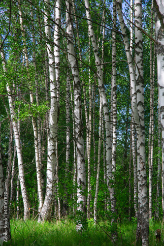 summer forest landscape with birch trees and meadow  sunny day