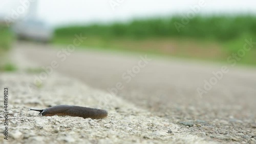 A slug and a passing car in the background