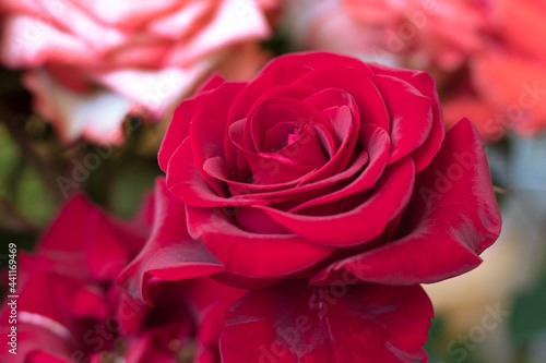 Red rose in a bouquet of flowers