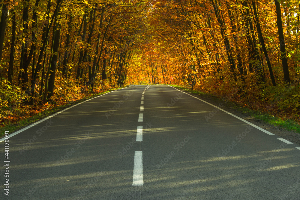 Asfaltowa droga wśród drzew pokrytych żółtymi liśćmi.