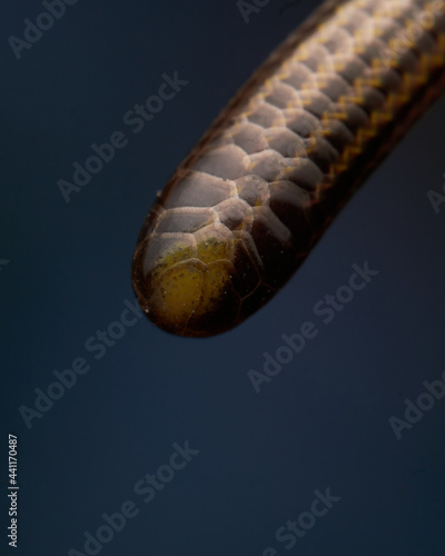 Details of a blind viper on a blue background.