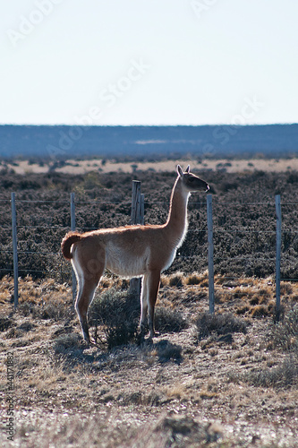 Guanacos behind the fence on a sunny day, in Santa Cruz, Argentina