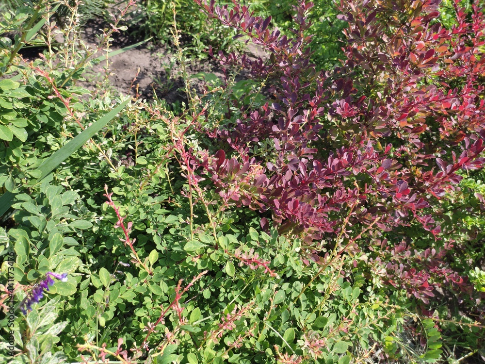pink and green plants pink and green plants