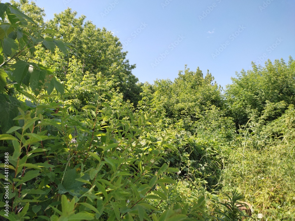 grape vines in spring
