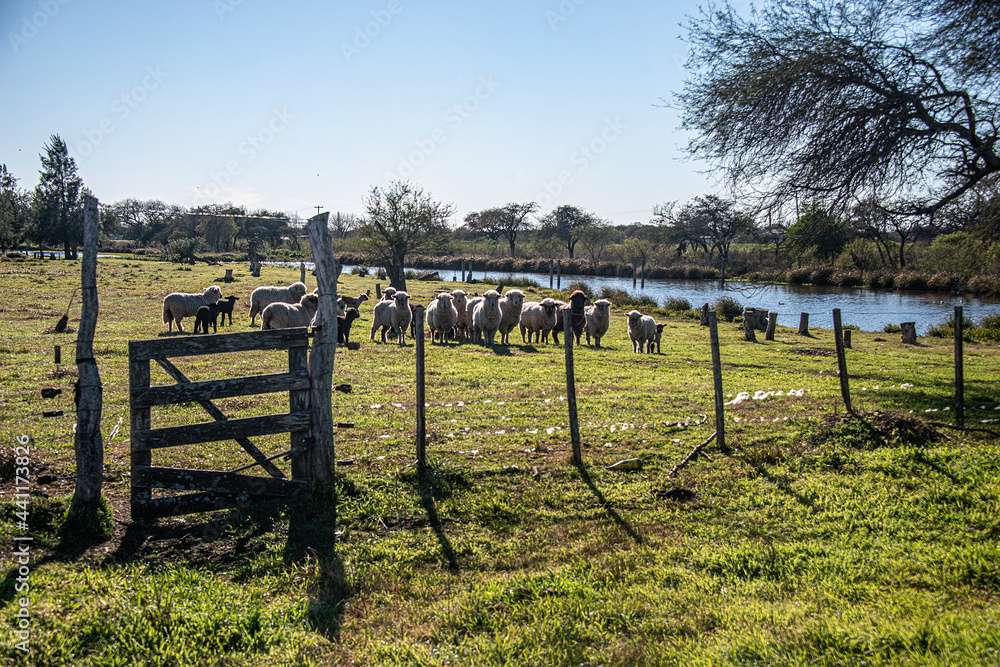Sheep in the field behind the fence on a sunny day, in the province of Entre Ríos, Argentina