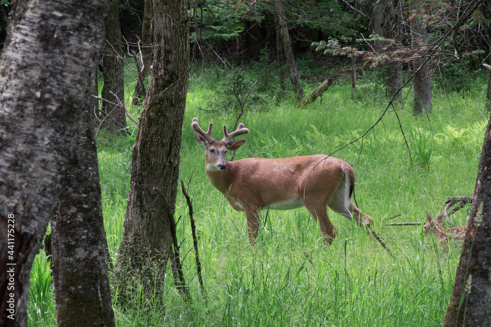 Fototapeta premium Large deer in a forest