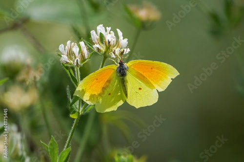 Gonepteryx cleopatra, Cleopatra butterfly, feeding on flower, Andalusia, Spain. © Pale.photography