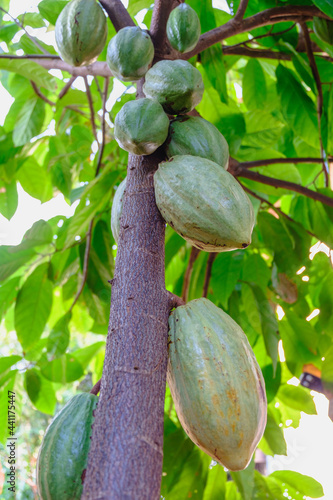 .Raw cacao pods and cocoa fruit trees in the cocoa plantation.