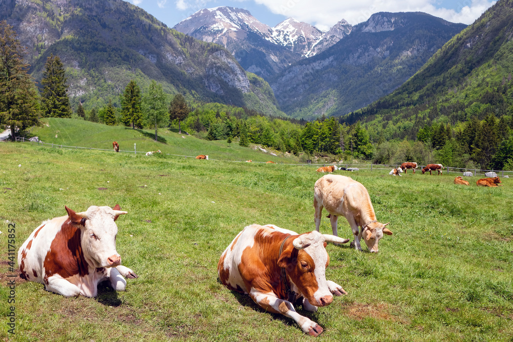 Cows grazing on alpine pasture. Grass finished beef. Happy cattle in nature. Cows grazing on alpine pasture. Grass finished beef. Happy cattle in nature.