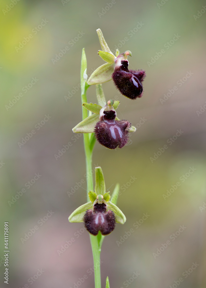 Ophrys incubacea, Ophrys sphegodes subsp. atrata, mediterranean wild orchid, Andalucia, Spain. Ophrys incubacea, Ophrys sphegodes subsp. atrata, mediterranean wild orchid, Andalucia, Spain.
