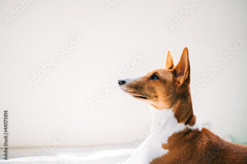 Portrait of red white basenji dog lying on a floor and looking up in sunlight.  © nikkimeel