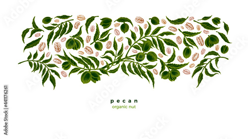 Pecan plant, grain. Green plantation Vector sketch