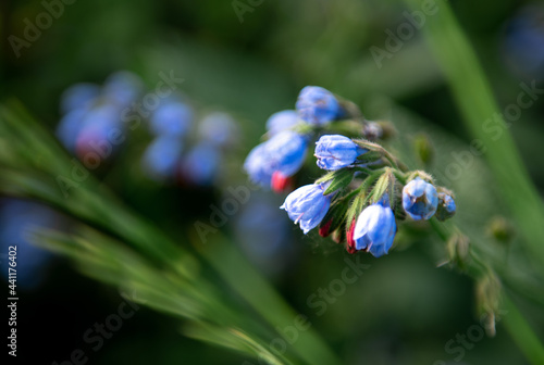 bee on flower