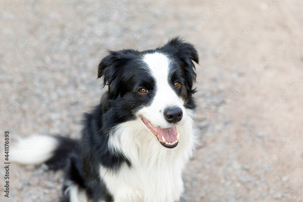 Outdoor portrait of cute smiling puppy border collie sitting on park background. Little dog with funny face in sunny summer day outdoors. Pet care and funny animals life concept.