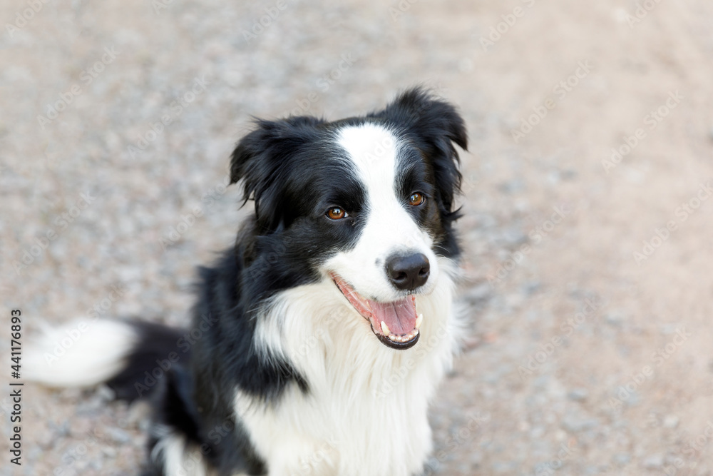 Outdoor portrait of cute smiling puppy border collie sitting on park background. Little dog with funny face in sunny summer day outdoors. Pet care and funny animals life concept. Outdoor portrait of cute smiling puppy border collie sitting on park background. Little dog with funny face in sunny summer day outdoors. Pet care and funny animals life concept.