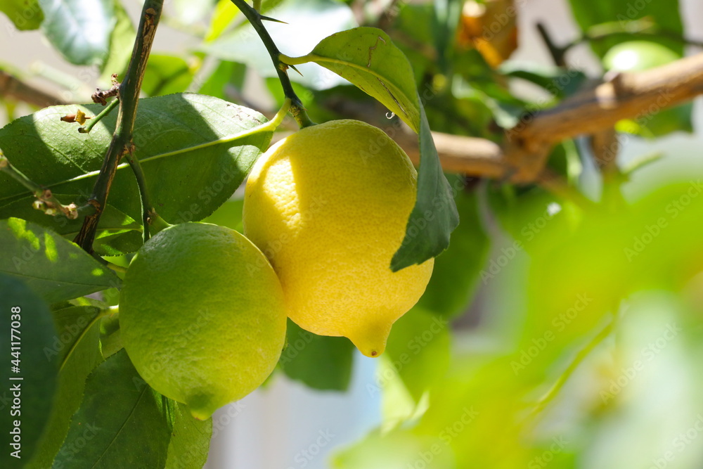 Zitronen, Limonen, Zitronenbaum, Frucht