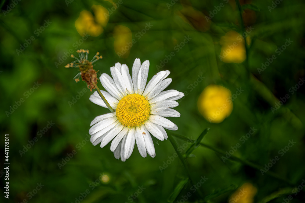 Blossom of a Wild Daisy in our yard in Windsor in Broome County in Upstate NY. Yellow and White flowers growing in field. Closeup of a Daisy with buttercups in the background. Blossom of a Wild Daisy in our yard in Windsor in Broome County in Upstate NY. Yellow and White flowers growing in field. Closeup of a Daisy with buttercups in the background.