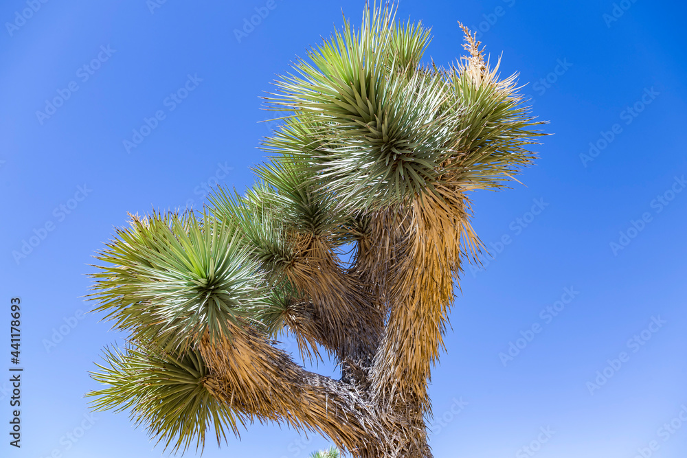 Naklejka premium Joshua Tree