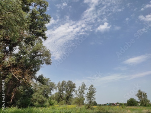 trees in the field