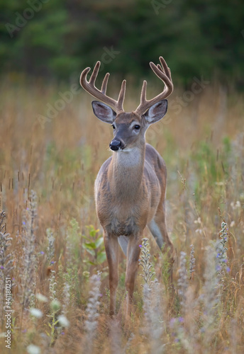 White-tailed deer buck closeup in the early morning light with velvet antlers in summer in Canada