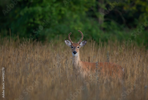 White-tailed deer buck closeup in the early morning light with velvet antlers in summer in Canada