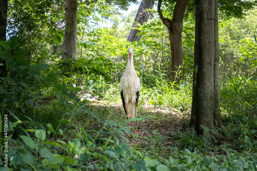 White bird  Ciconia ciconia 